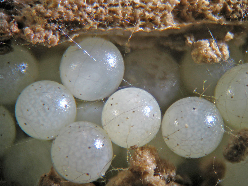 Uova di Opilionidi e neonato: Phalangiidae:  cfr. Mitopus morio